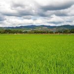 Ευρωβουλευτές ΠΑΣΟΚ: «Δεν θα επιτρέψουμε την παράδοση της ευρωπαϊκής παραγωγής ρυζιού σε ανεξέλεγκτες εισαγωγές»