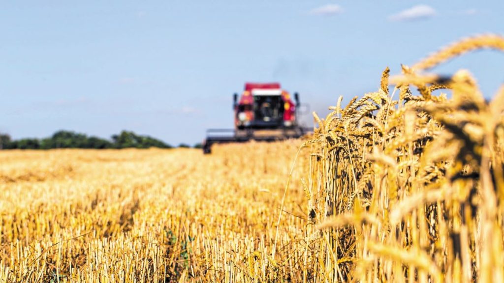 Ερευνητές δημιούργησαν σιτάρι που παράγει μόνο του λίπασμα