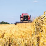 Ερευνητές δημιούργησαν σιτάρι που παράγει μόνο του λίπασμα