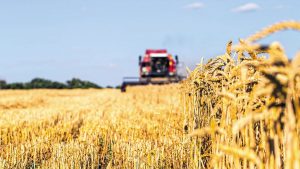 Ερευνητές δημιούργησαν σιτάρι που παράγει μόνο του λίπασμα