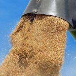 Παγκόσμιο ρεκόρ στις σοδιές σιταριού και νέα δεδομένα στον αγροτικό ανταγωνισμό