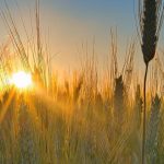 Πάνω από 56,6 εκατ. τόνους η παραγωγή σιτηρών στην Ουκρανία