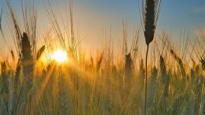 Πάνω από 56,6 εκατ. τόνους η παραγωγή σιτηρών στην Ουκρανία