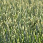 Συμφωνία στην ΕΕ για τη νέα γενιά γενετικά τροποποιημένων φυτών