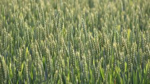 Συμφωνία στην ΕΕ για τη νέα γενιά γενετικά τροποποιημένων φυτών