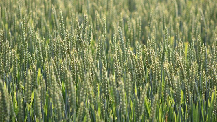 Συμφωνία στην ΕΕ για τη νέα γενιά γενετικά τροποποιημένων φυτών