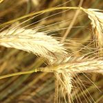 Αυξημένη συγκομιδή σιτηρών στην ΕΕ αλλάζει τις ισορροπίες της αγοράς