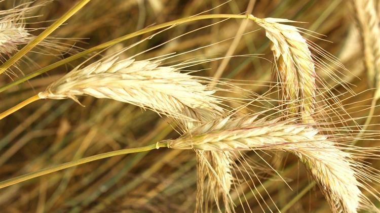 Αυξημένη συγκομιδή σιτηρών στην ΕΕ αλλάζει τις ισορροπίες της αγοράς