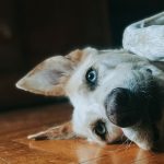 Θεσσαλονίκη: 90χρονος έδεσε και έθαψε ζωντανό σκύλο