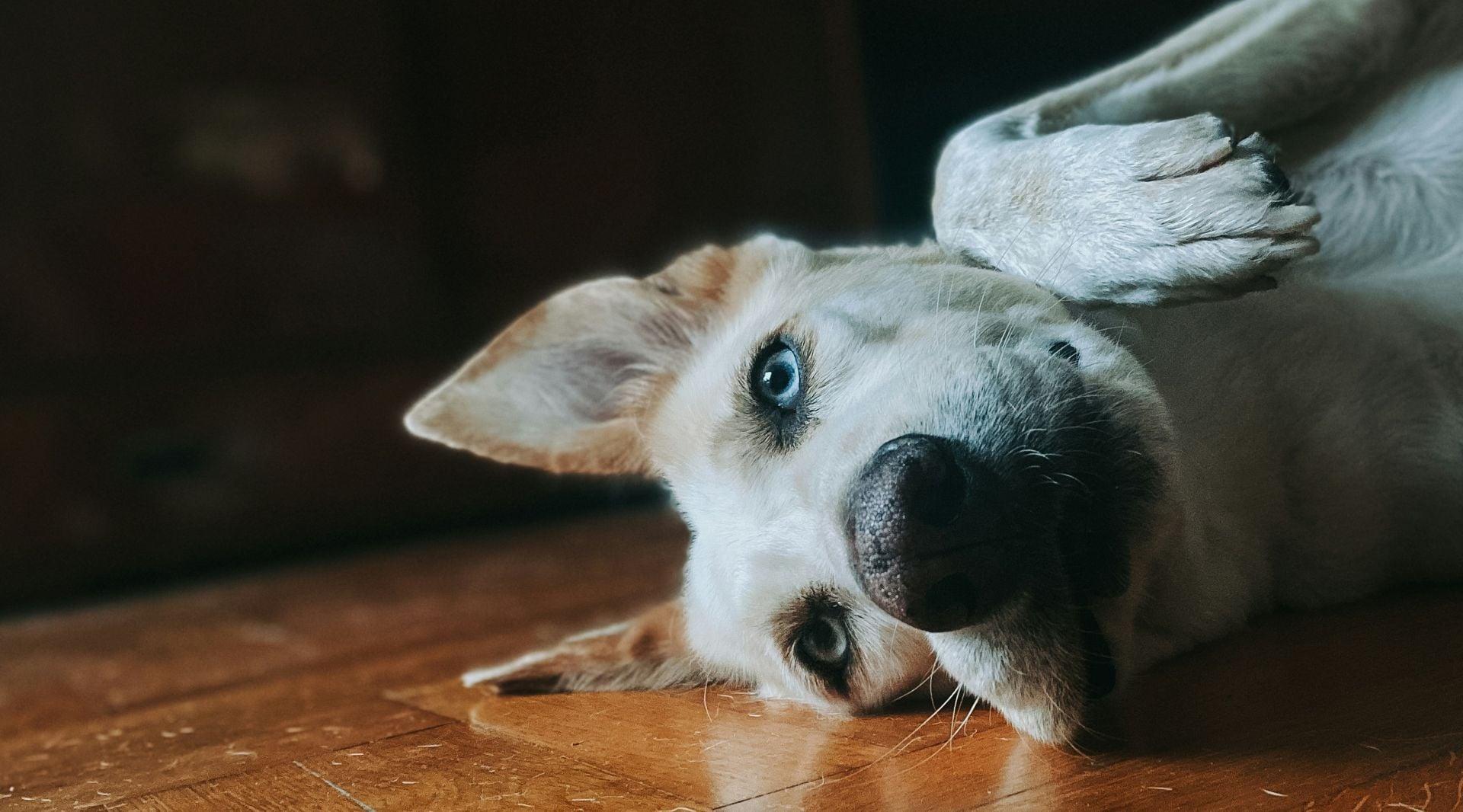 Θεσσαλονίκη: 90χρονος έδεσε και έθαψε ζωντανό σκύλο