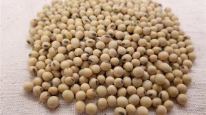 Οι ΗΠΑ πιέζουν για εξαγωγές μεταλλαγμένης σόγιας και καλαμποκιού στην Ινδία