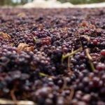 Κορινθιακή σταφίδα: Έως 31 Δεκεμβρίου οι παραδόσεις για τη συνδεδεμένη ενίσχυση