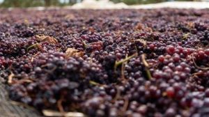 Κορινθιακή σταφίδα: Έως 31 Δεκεμβρίου οι παραδόσεις για τη συνδεδεμένη ενίσχυση