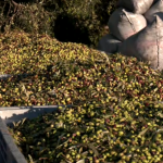 Ελαιοκομική κρίση στη Μεσσηνία- Μειωμένες αποδόσεις και πίεση στους συνεταιρισμούς