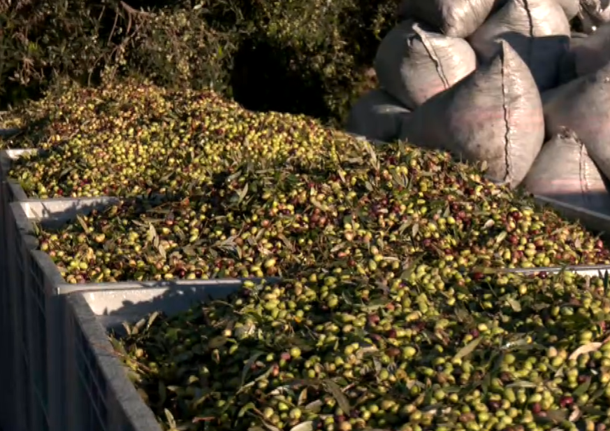 Ελαιοκομική κρίση στη Μεσσηνία- Μειωμένες αποδόσεις και πίεση στους συνεταιρισμούς