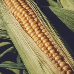 Υπερπροσφορά και εμπορικοί πόλεμοι πίεσαν τις αγροτικές αγορές το 2025