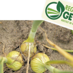 Ολλανδία: Αναγεννητικά καλλιεργημένα κρεμμύδια διαθέσιμα στην αγορά