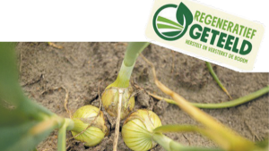 Ολλανδία: Αναγεννητικά καλλιεργημένα κρεμμύδια διαθέσιμα στην αγορά