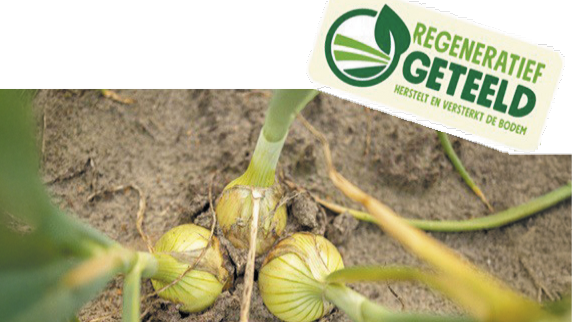 Ολλανδία: Αναγεννητικά καλλιεργημένα κρεμμύδια διαθέσιμα στην αγορά