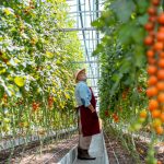 Αναγκαίοι ψεκασμοί κάλυψης στις ντομάτες θερμοκηπίου για περονόσπορο - Fresher