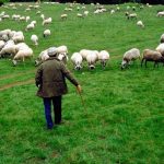 Έως και τις 15 Δεκεμβρίου η απογραφή ζωικού κεφαλαίου