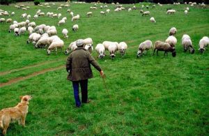 Έως και τις 15 Δεκεμβρίου η απογραφή ζωικού κεφαλαίου