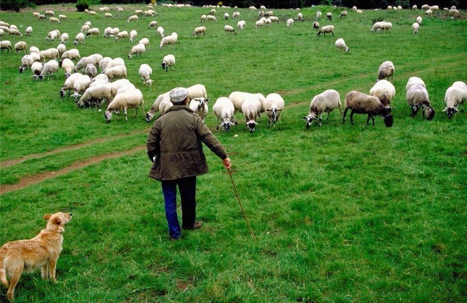 Έως και τις 15 Δεκεμβρίου η απογραφή ζωικού κεφαλαίου