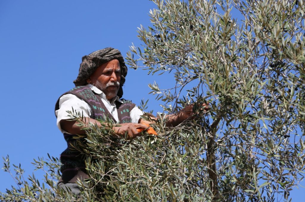 Ελαίας Καρπός