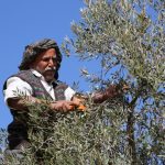 Ελαίας Καρπός