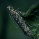 Tuta absoluta: Πώς ο βιολογικός έλεγχος εντάσσεται στη θεσμική διαχείριση μιας διασυνοριακής φυτοϋγειονομικής απειλής