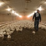 Νέο καμπανάκι EFSA για επαγρύπνηση σε πτηνοτροφικές μονάδες λόγω έξαρσης γρίπης των πτηνών