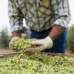 Σε ετήσιο υψηλό έφτασε το εμπορικό πλεόνασμα αγροδιατροφικών προϊόντων της ΕΕ τον Οκτώβριο 2025