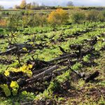 Επανέρχονται οι πριμοδοτούμενες εκριζώσεις αμπελώνων, μια αντεπανάσταση μετά από 20 χρόνια απελευθέρωσης