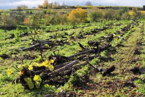 Επανέρχονται οι πριμοδοτούμενες εκριζώσεις αμπελώνων, μια αντεπανάσταση μετά από 20 χρόνια απελευθέρωσης