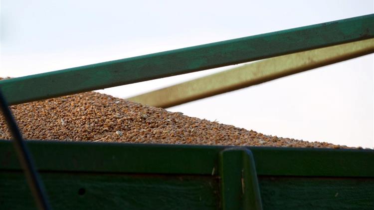 Η Τουρκία μειώνει τις εξαγωγές σκληρού σίτου – Κερδισμένοι Καναδάς και ΗΠΑ