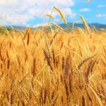 USDA: Ανοδική αναθεώρηση των παγκόσμιων αποθεμάτων σιταριού για το 2025-26