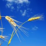 Το Μαρόκο στρέφεται στο γαλλικό σιτάρι καθώς η παγκόσμια παραγωγή εκτοξεύεται