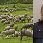 Οι κτηνοτρόφοι στις Σέρρες ανησυχούν για τον αφθώδη πυρετό