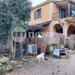 Ανείπωτη τραγωδία στη Ζάκυνθο: Συγκλονίζει ο θάνατος του 2χρονου – «Δεν μπορούσαν να πάρουν το παιδί από τα δόντια του πίτμπουλ»