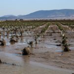 Εγκρίθηκε πληρωμή για ζημιές στο φυτικό κεφάλαιο ύψους 34,35 εκατ. ευρώ σε Θεσσαλία και Στερεά από τον ΕΛΓΑ