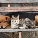 Τέλος στην ατιμωρησία: Διπλό πλήγμα στην παράνομη διακίνηση ζώων με εντολή Ε.Ε. και δικαιοσύνης