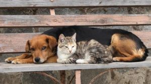 Τέλος στην ατιμωρησία: Διπλό πλήγμα στην παράνομη διακίνηση ζώων με εντολή Ε.Ε. και δικαιοσύνης