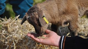 Ανεβαίνει η παραγωγή ζωοτροφών στη Γαλλία - Απειλή οι ζωονόσοι