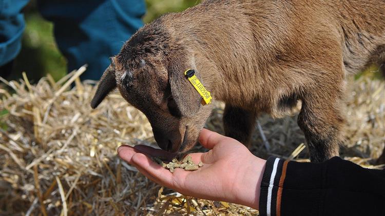 Ανεβαίνει η παραγωγή ζωοτροφών στη Γαλλία - Απειλή οι ζωονόσοι