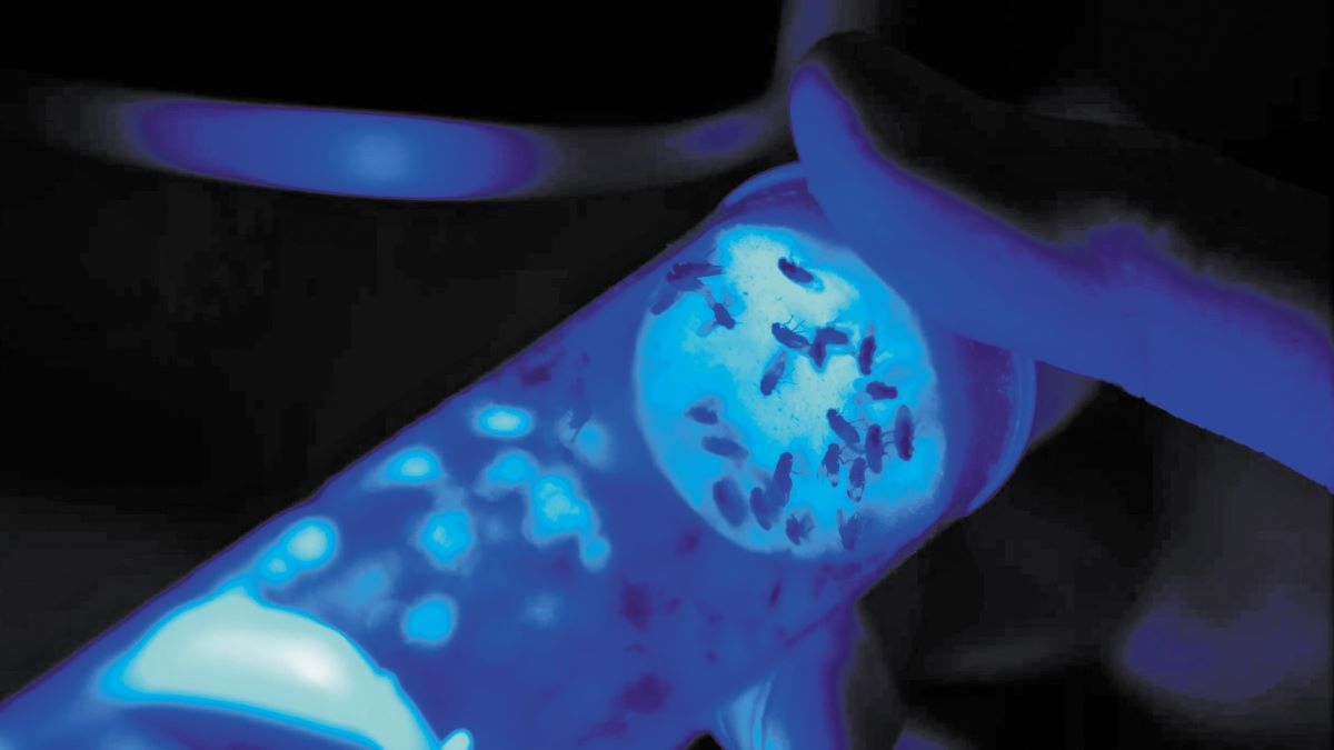 Biocentis: Εξασφάλισε χρηματοδότηση 19 εκατ. δολαρίων για να «επανεφεύρει» τον έλεγχο εντόμων με βιολογικές λύσεις