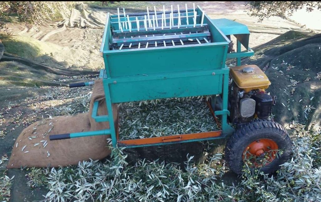 Συγκομιδή και κλάδεμα