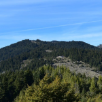 «Καμπανάκι» επιστημόνων για τα ελληνικά ελατοδάση λόγω κλιματικής αλλαγής