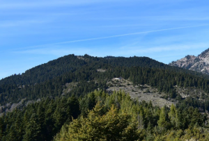 «Καμπανάκι» επιστημόνων για τα ελληνικά ελατοδάση λόγω κλιματικής αλλαγής