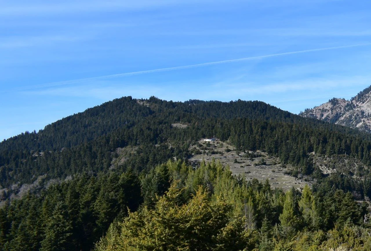«Καμπανάκι» επιστημόνων για τα ελληνικά ελατοδάση λόγω κλιματικής αλλαγής