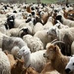 Τέσσερις συλλήψεις για παράνομη μεταφορά αιγοπροβάτων στη Δράμα